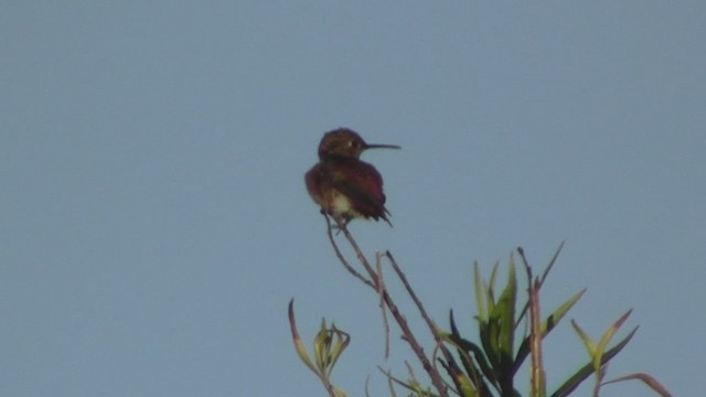 Allen's Hummingbird - ML534536751