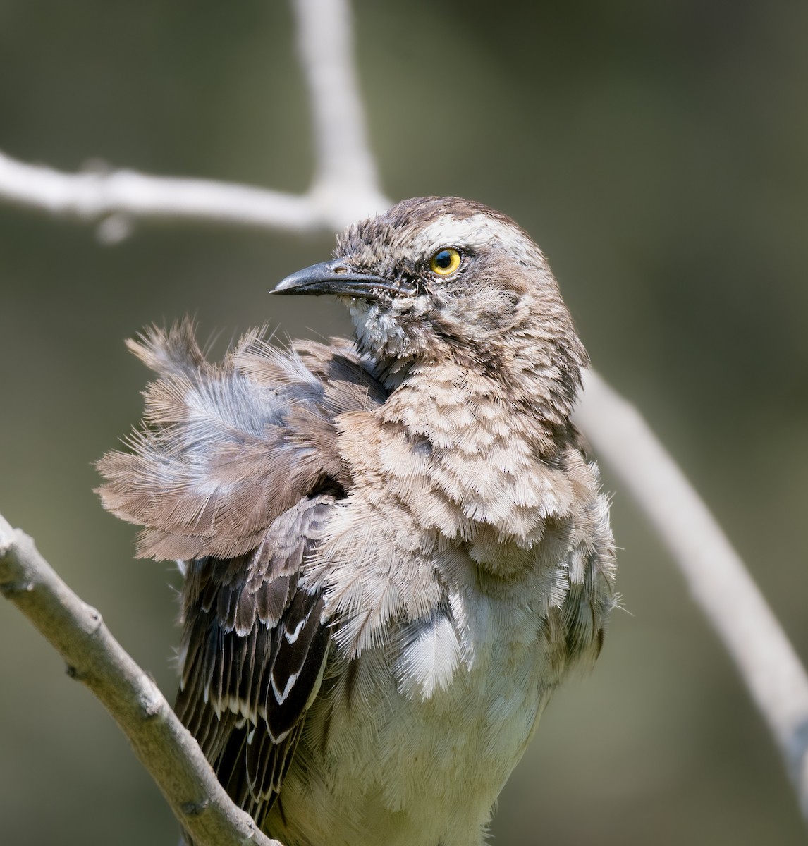 Chilean Mockingbird - Bania Echeverría