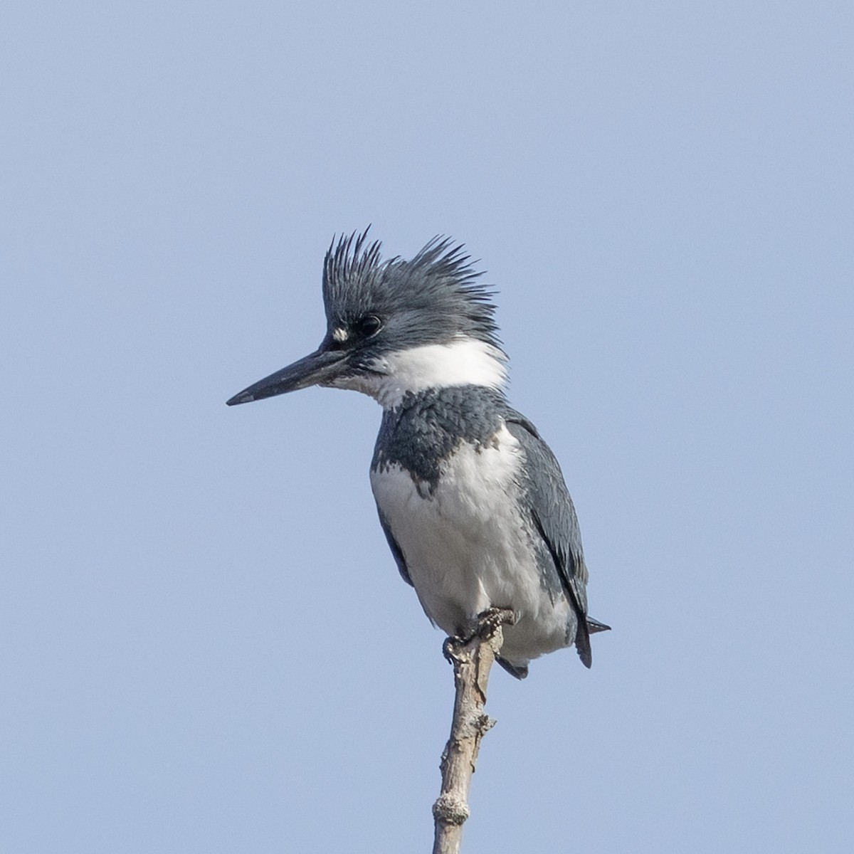 Belted Kingfisher - Greg O’Brien