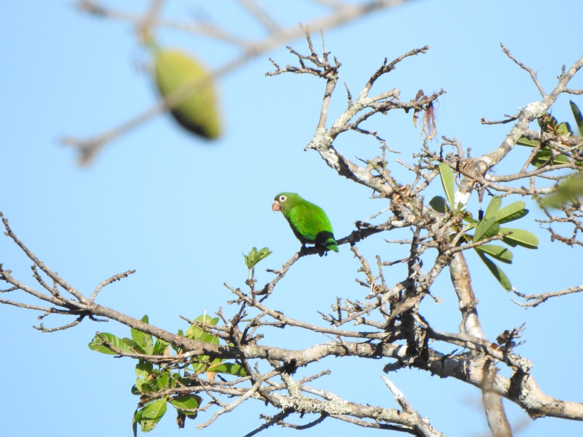 Golden-winged Parakeet - Bev Agler