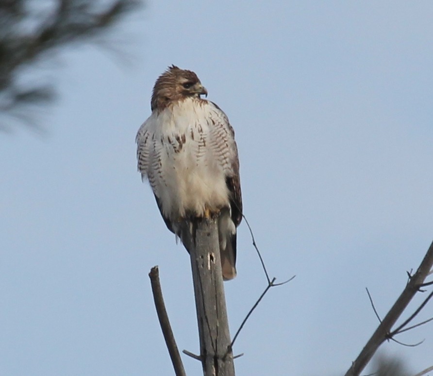 Red-tailed Hawk - Malinda Chapman