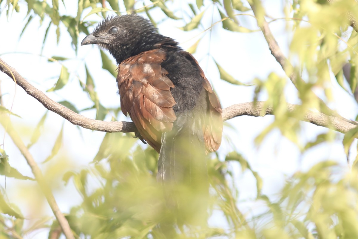 Greater Coucal - ML534546311