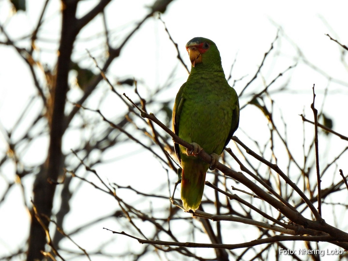 White-fronted Parrot - ML534548041