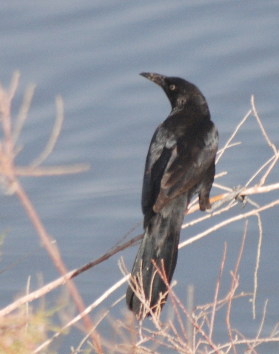 Great-tailed Grackle - ML534551501