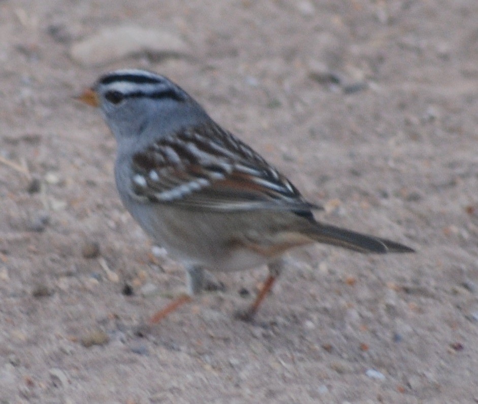 White-crowned Sparrow - Kevin Moore