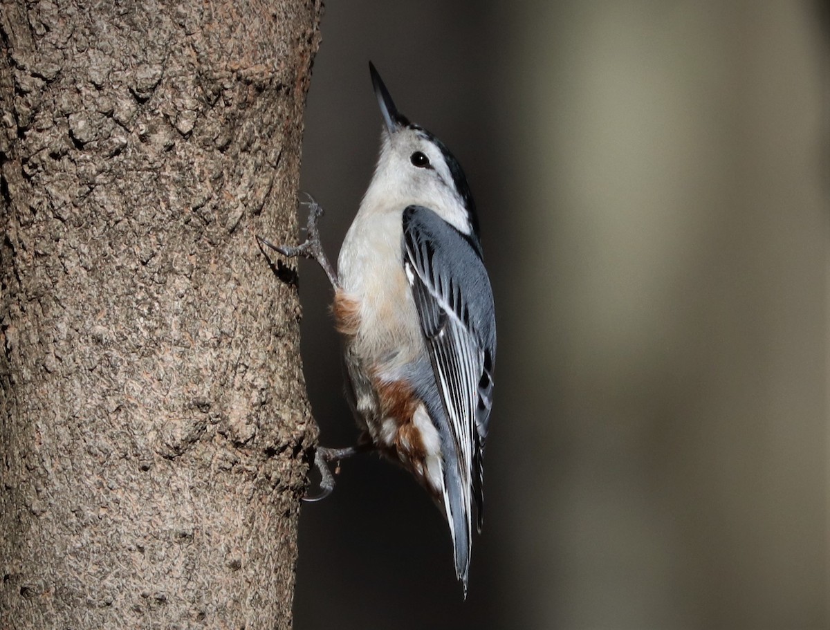 White-breasted Nuthatch - ML534556201