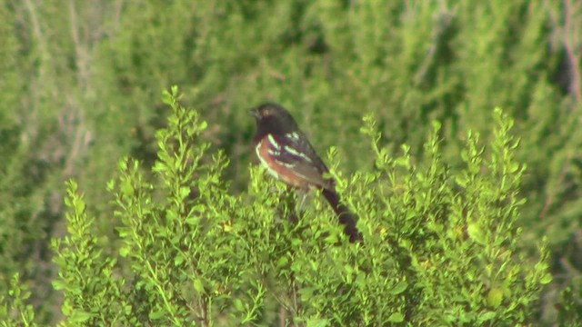 Spotted Towhee - ML534557561