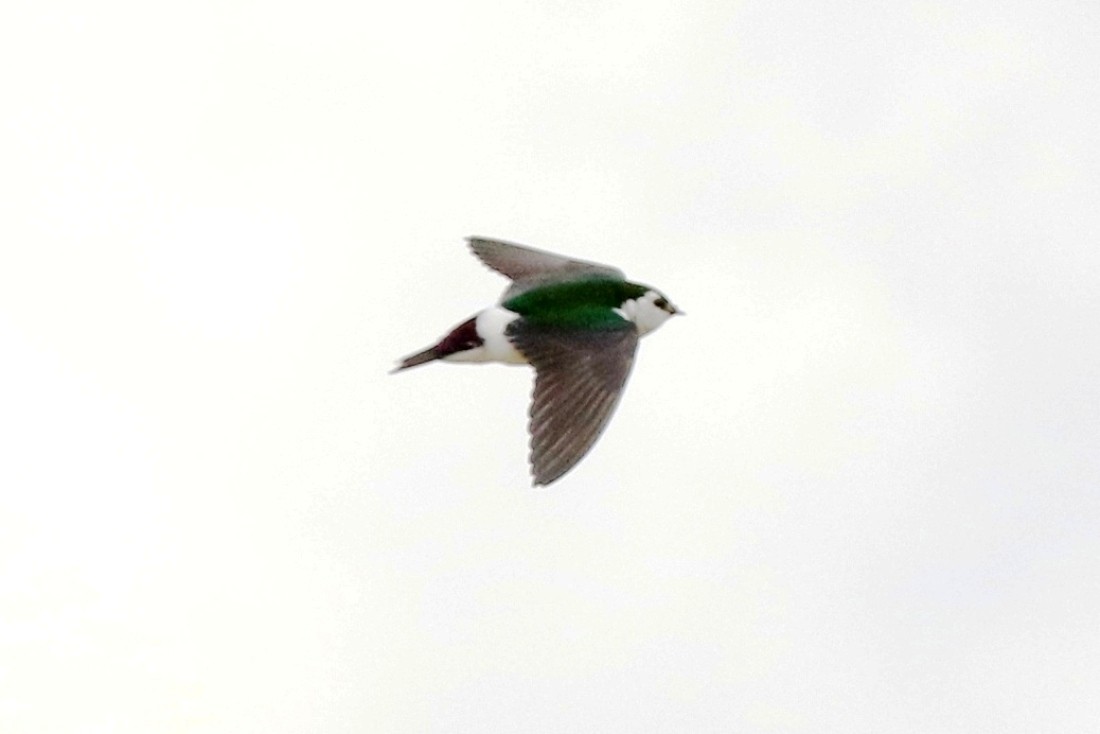 Violet-green Swallow - Lindsay Story