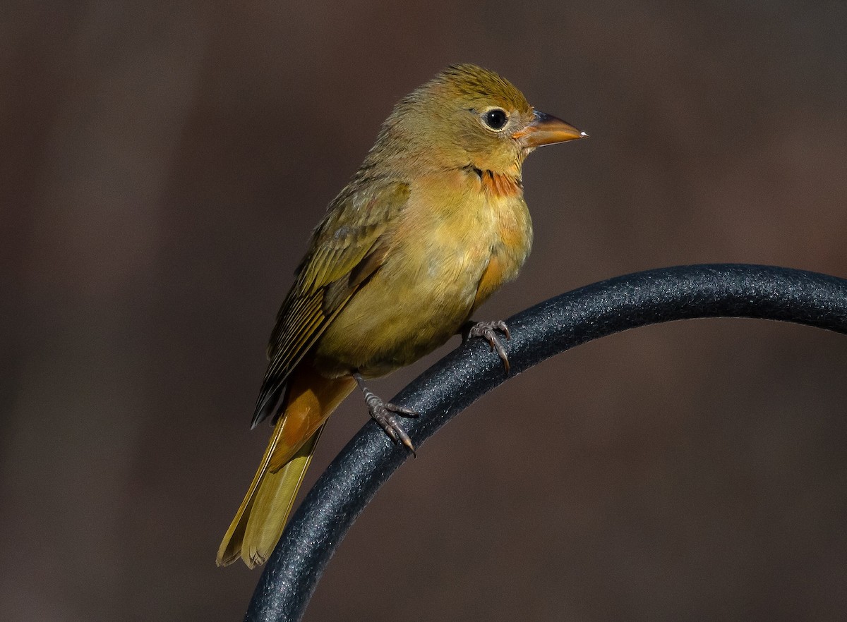 eBird Checklist 11 Feb 2023 Islip (Suffolk Co.) 17 species
