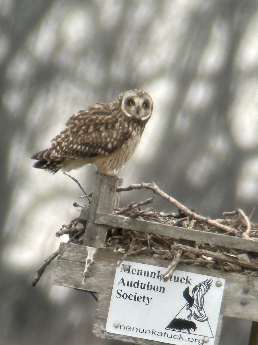 Short-eared Owl - ML534563921