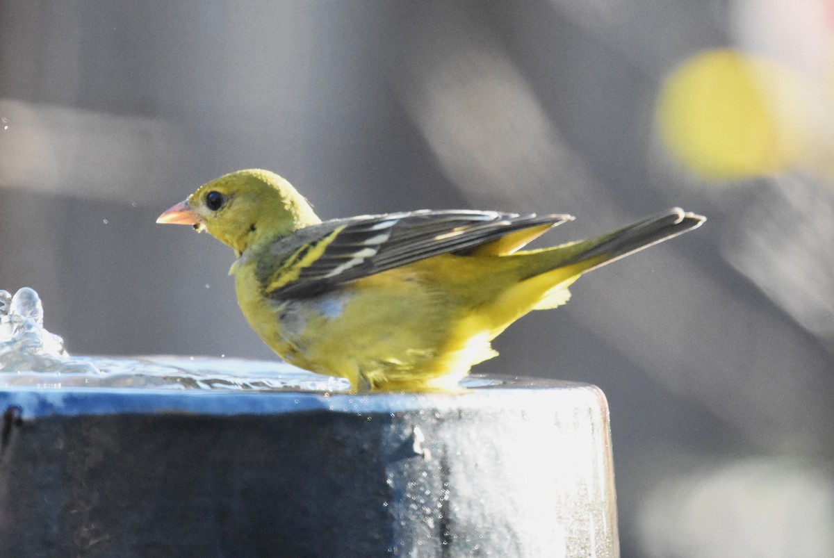 Western Tanager - ML534570561