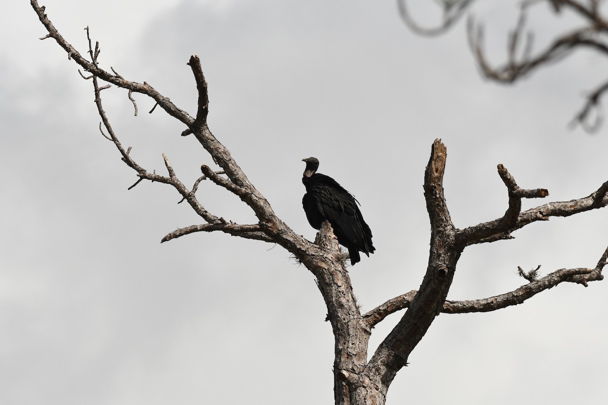 Black Vulture - Dan Gallagher