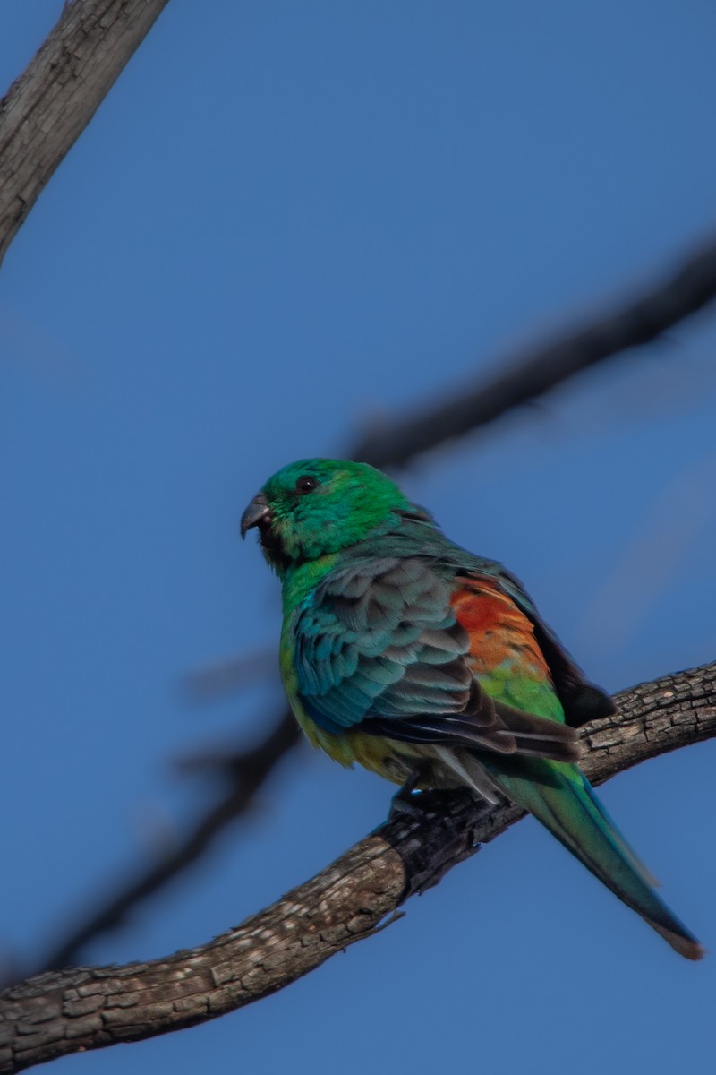 Red-rumped Parrot - ML534578911