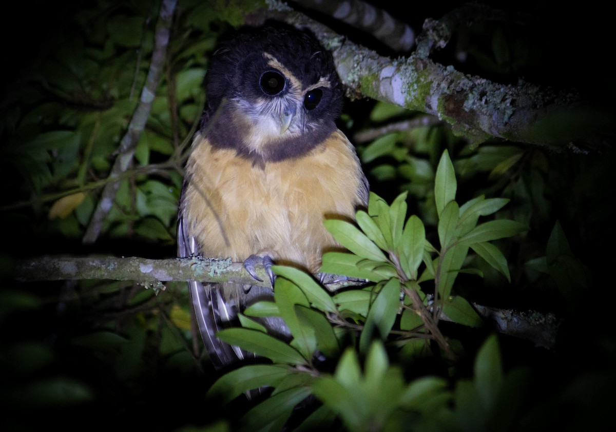 Tawny-browed Owl - ML534579961