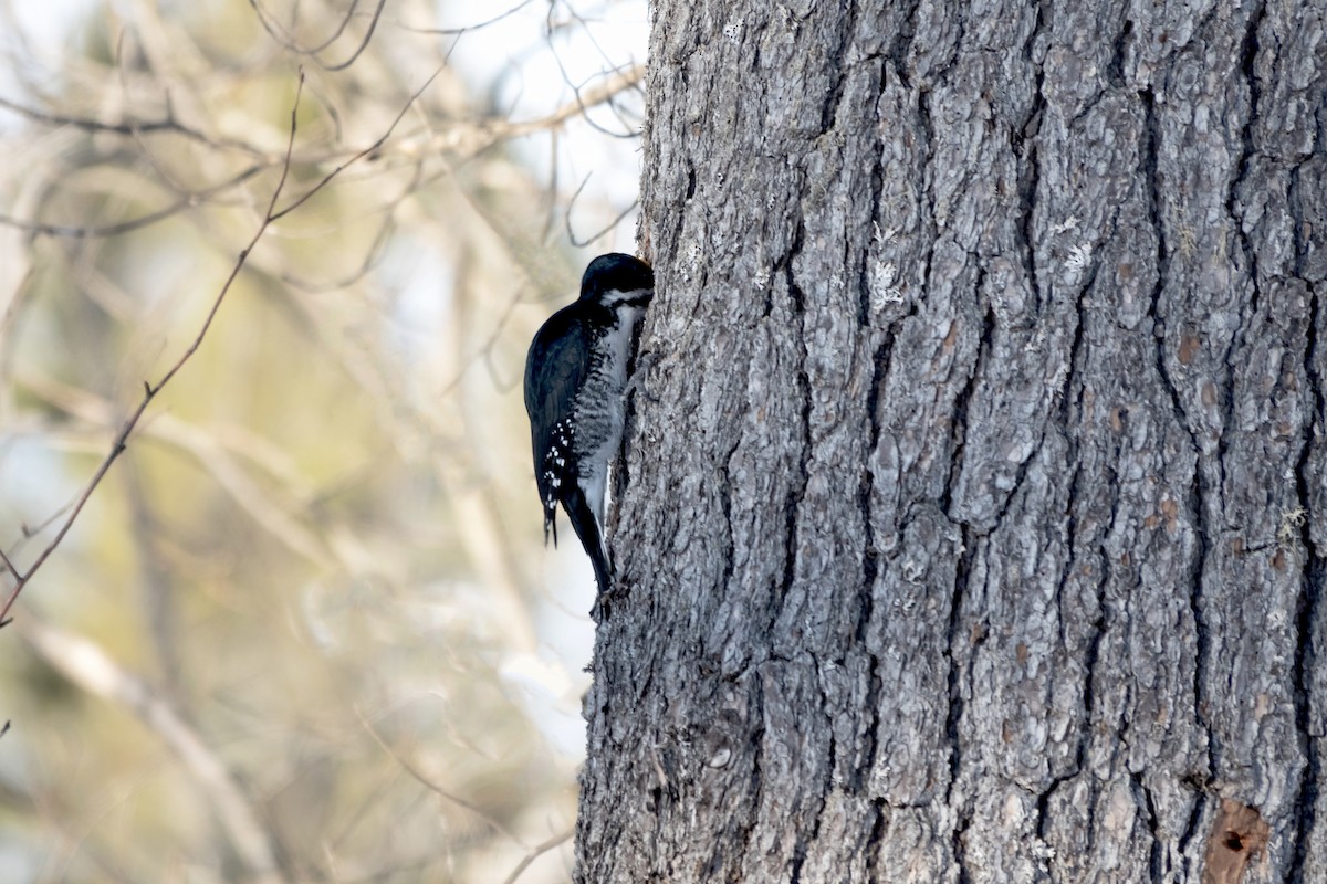 Black-backed Woodpecker - Peter Weber 🦉