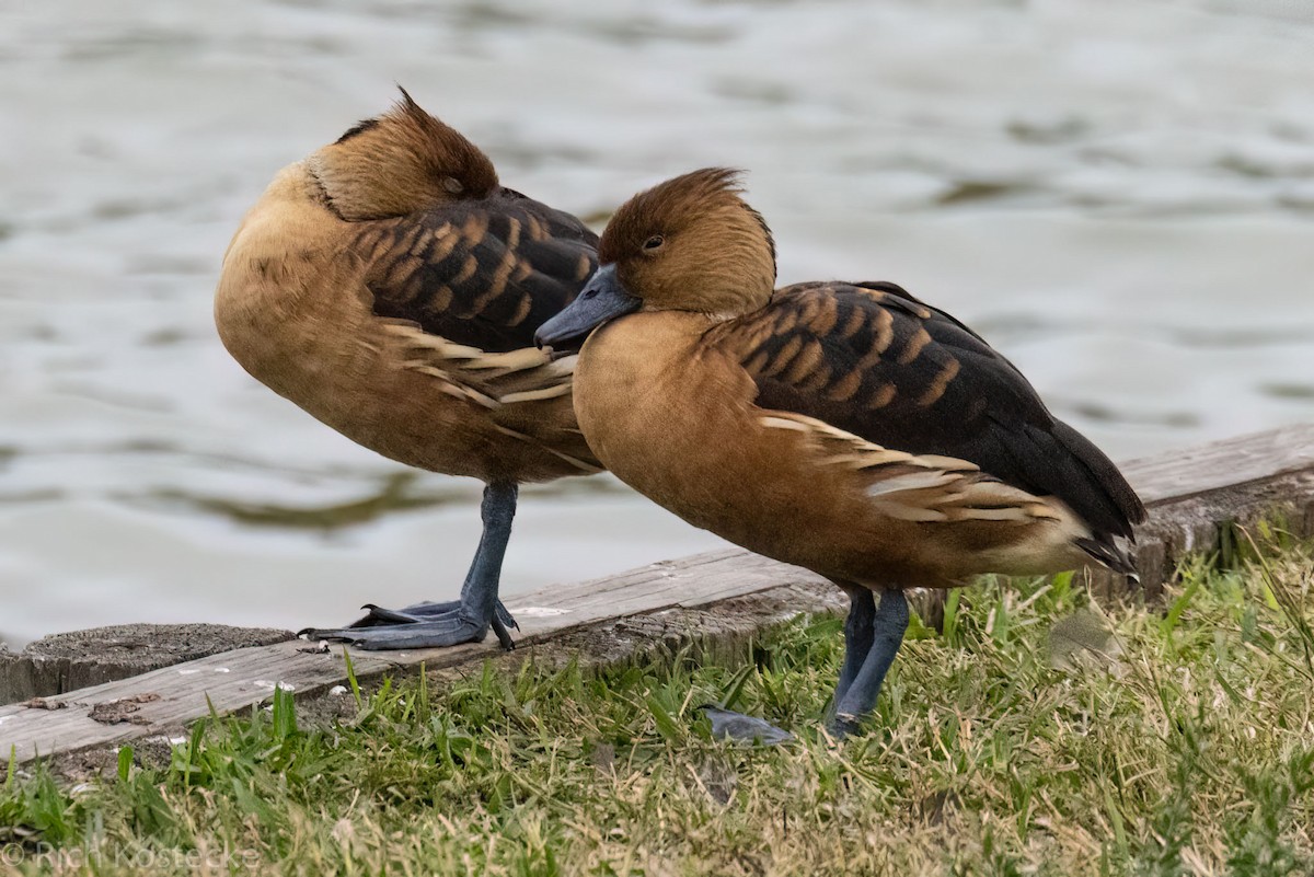 Fulvous Whistling-Duck - Rich Kostecke