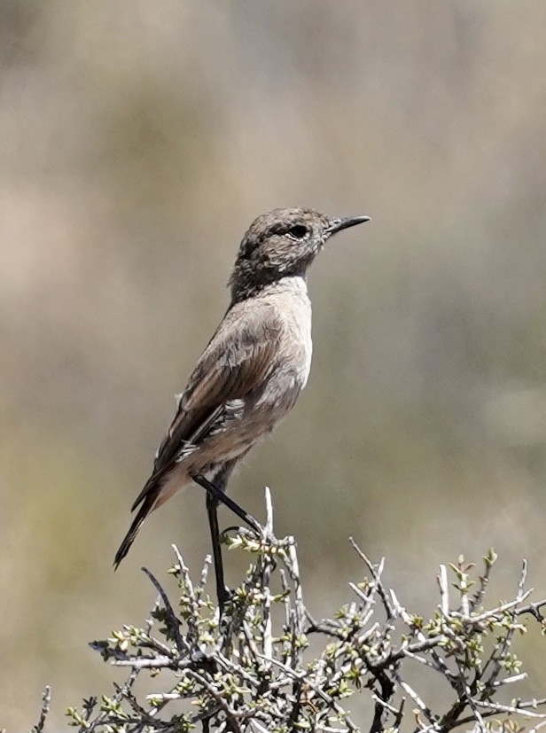 Sickle-winged Chat - ML534592741