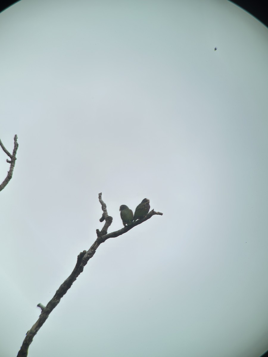 White-crowned Parrot - ML534593161