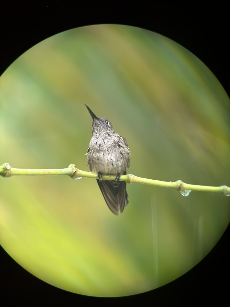 Scaly-breasted Hummingbird - ML534594111