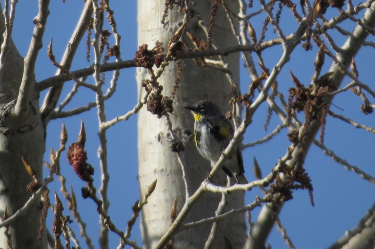 Yellow-rumped Warbler (Audubon's) - ML53459421
