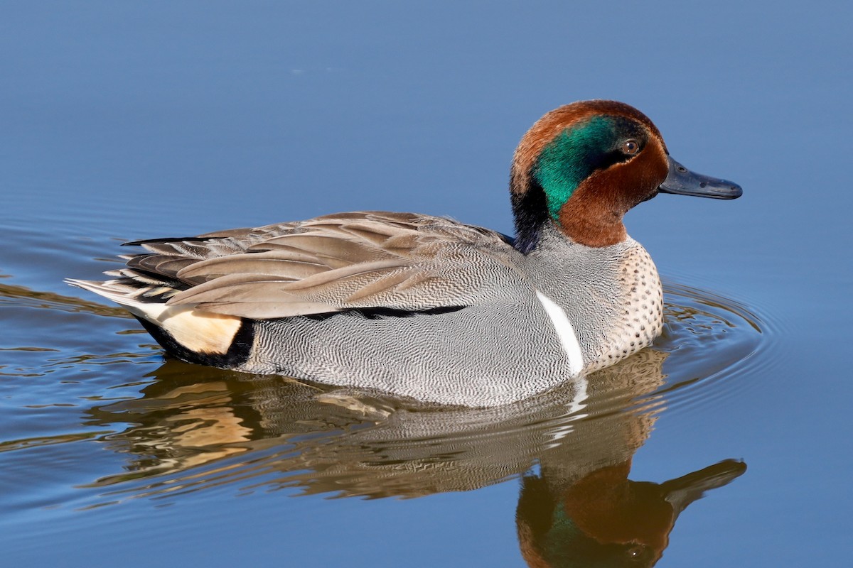 Green-winged Teal - ML534595421