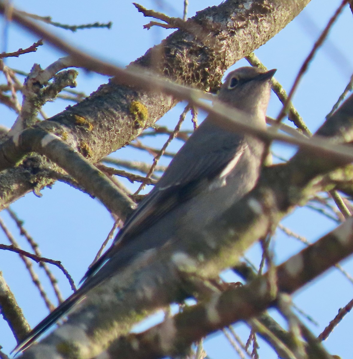 Townsend's Solitaire - ML534602961
