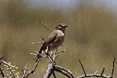 Sickle-winged Chat - ML534606171