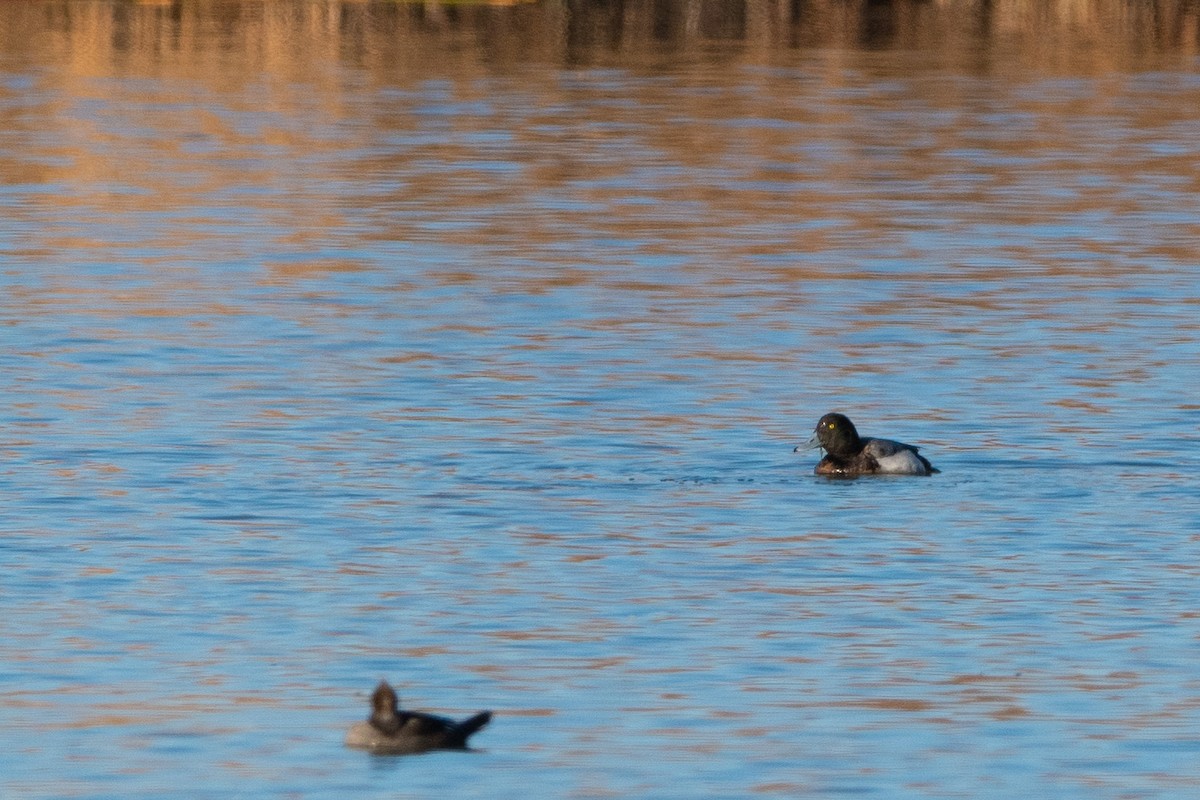 Greater Scaup - ML534610451