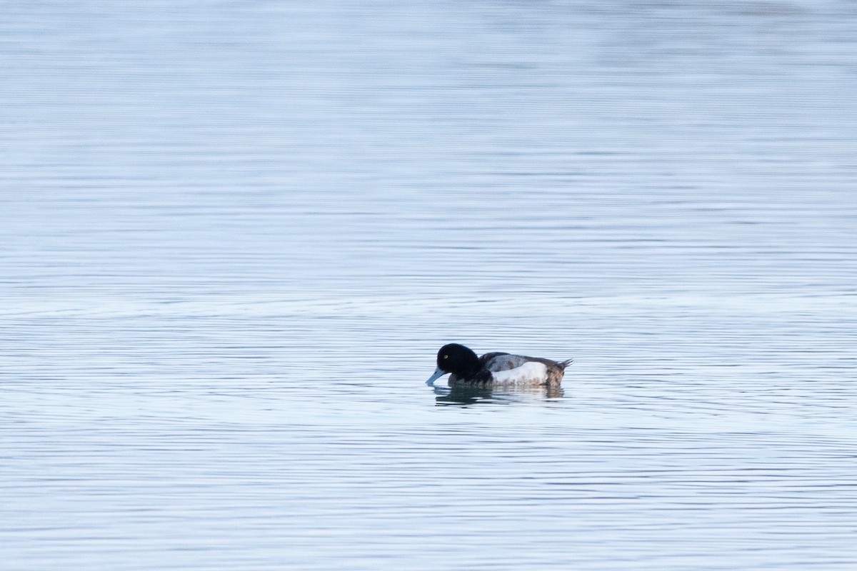 Greater Scaup - ML534610461