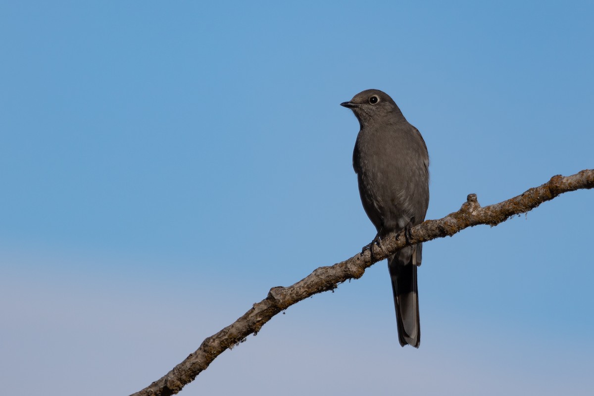 Townsend's Solitaire - ML534618241