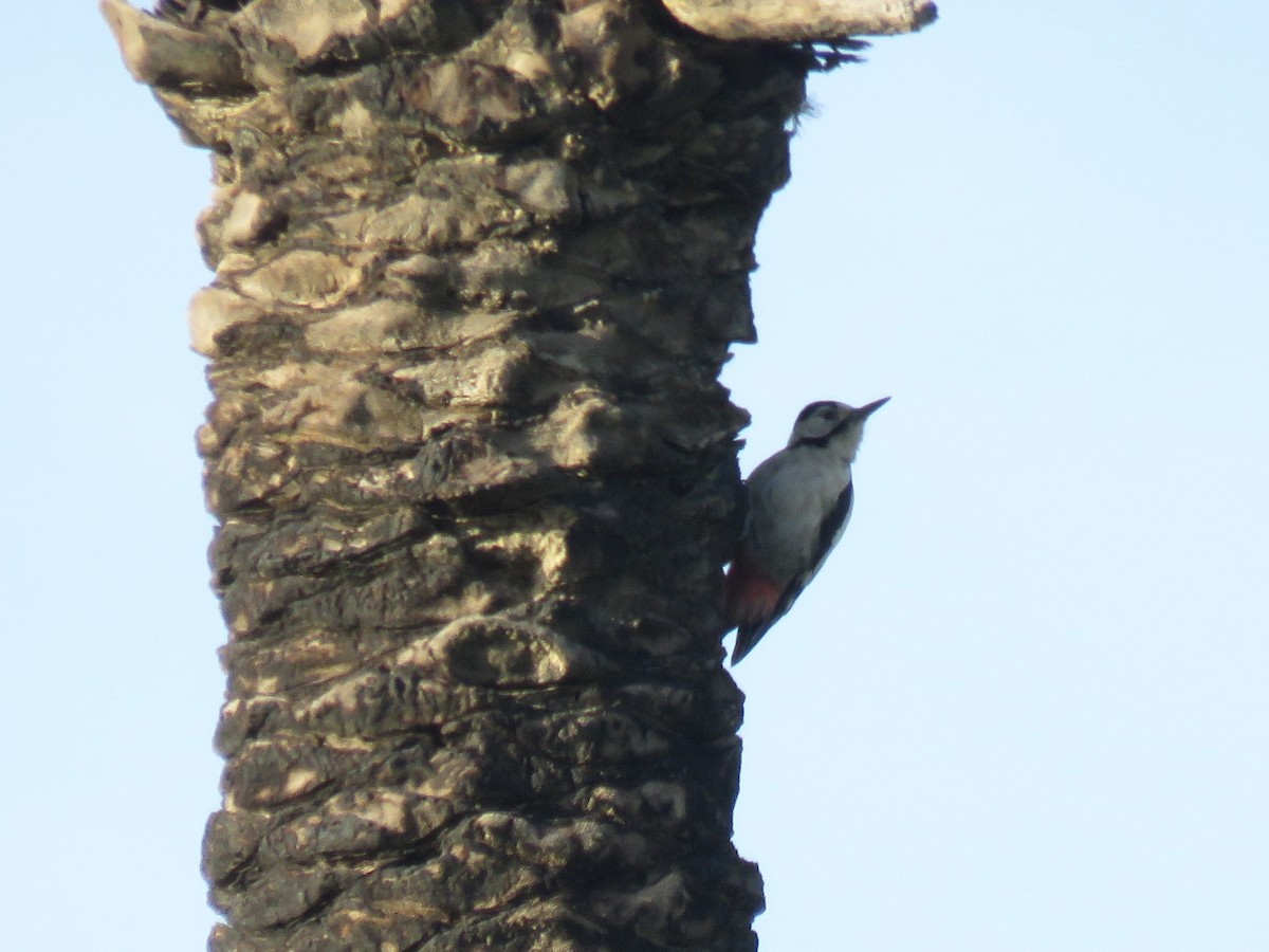 Sind Woodpecker - ML534620331