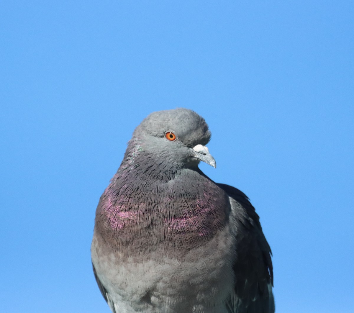 Rock Pigeon (Feral Pigeon) - ML534623461