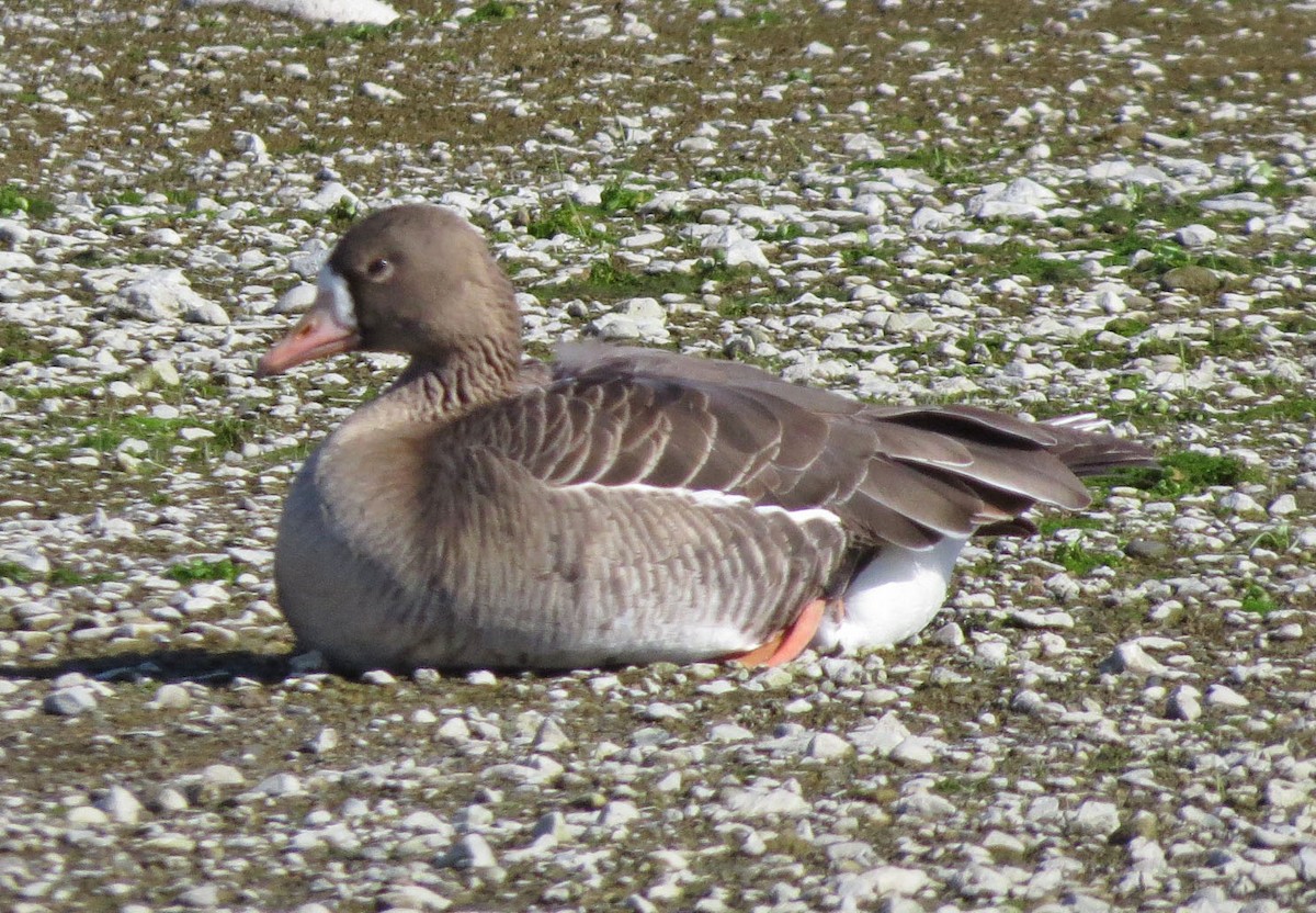 Greater White-fronted Goose - Diane Etchison