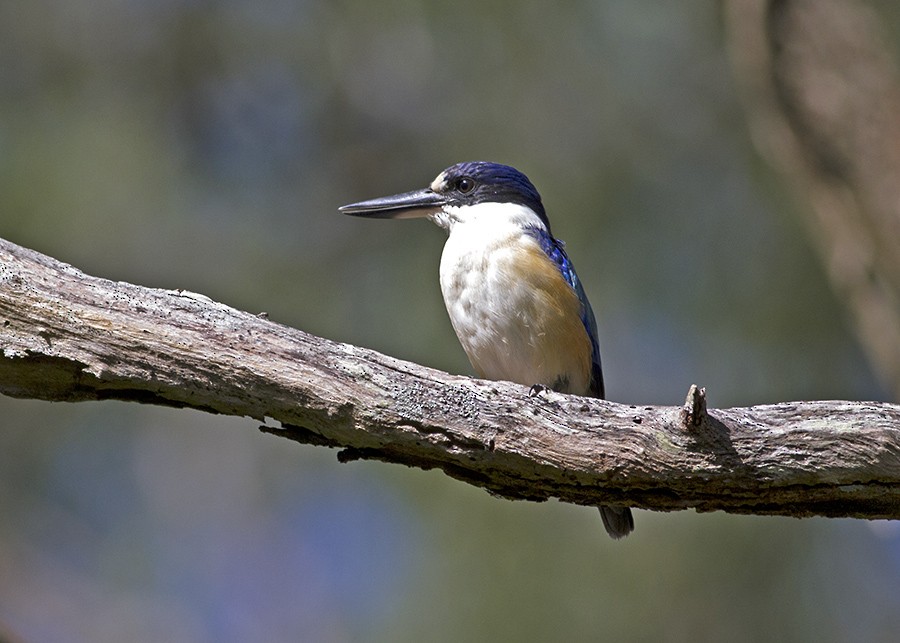 Forest Kingfisher - Stephen Murray