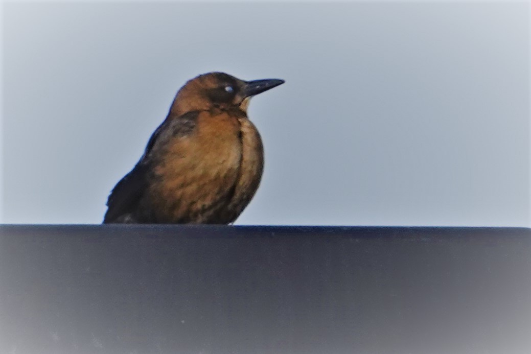 Great-tailed Grackle - ML534646281