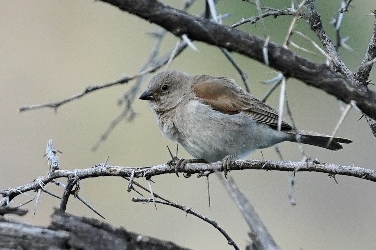 Southern Gray-headed Sparrow - Daniel Winzeler