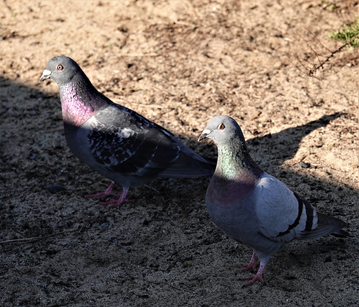 Rock Pigeon (Feral Pigeon) - ML534658521