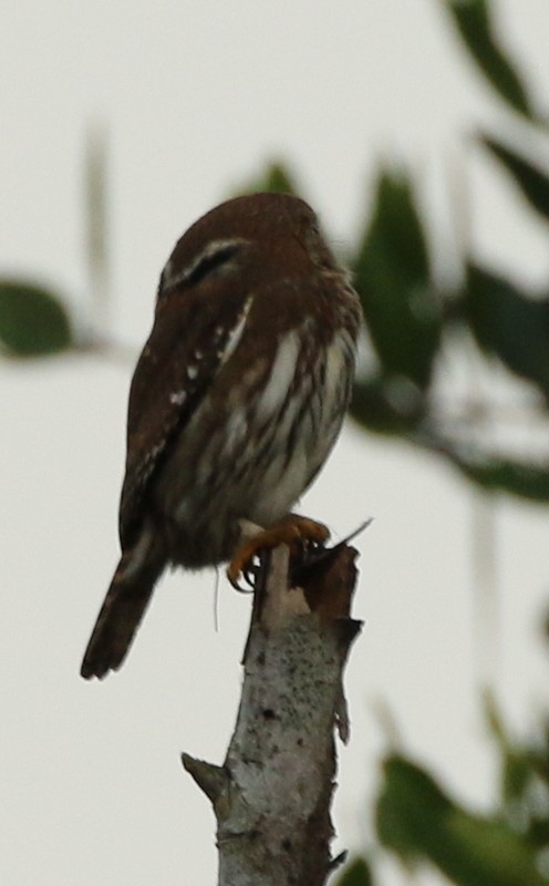 Ferruginous Pygmy-Owl - logan kahle