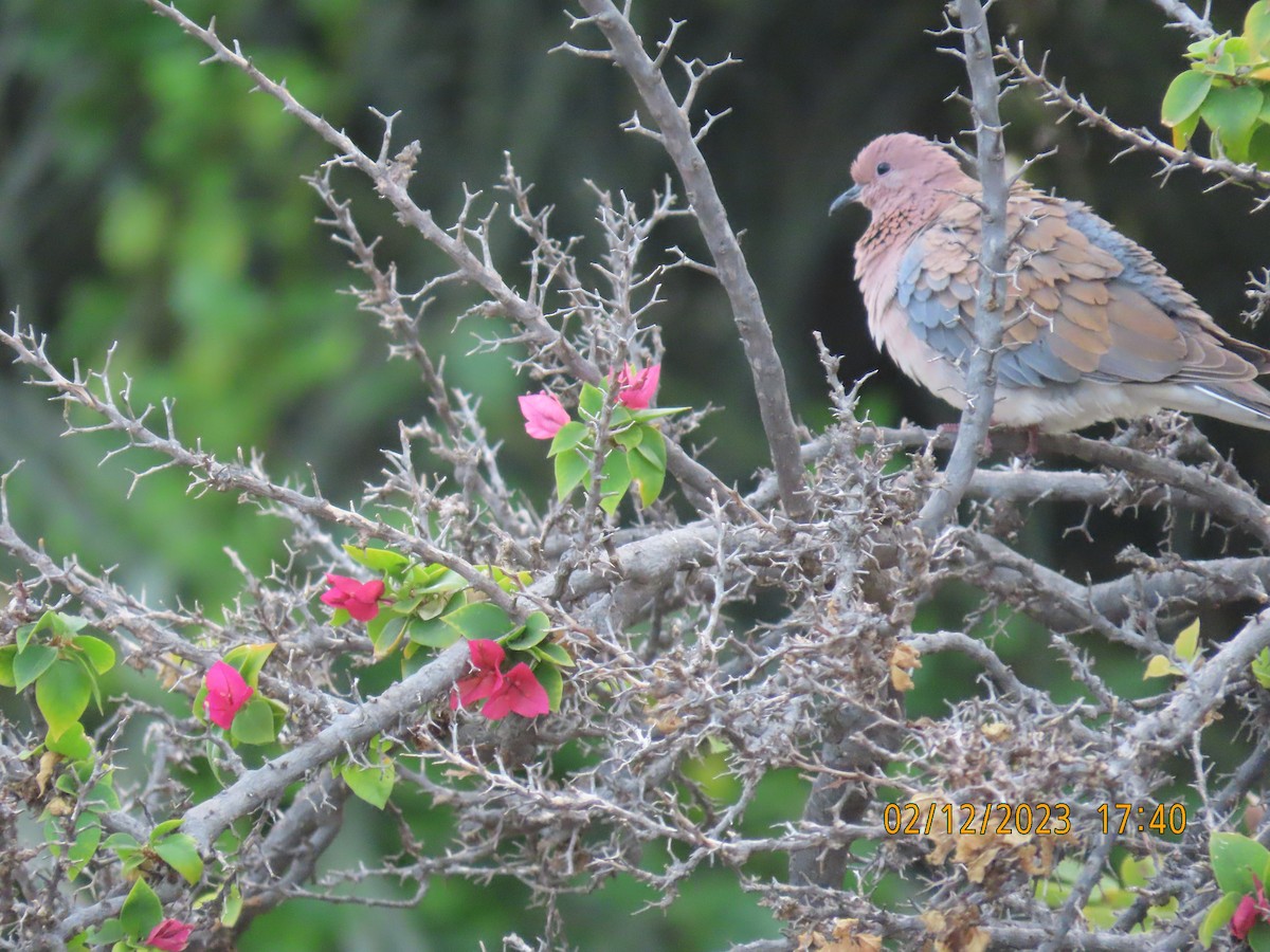 Laughing Dove - ML534669561