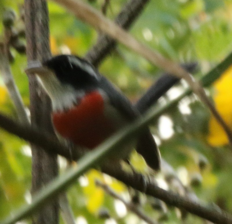 Red-breasted Chat - logan kahle