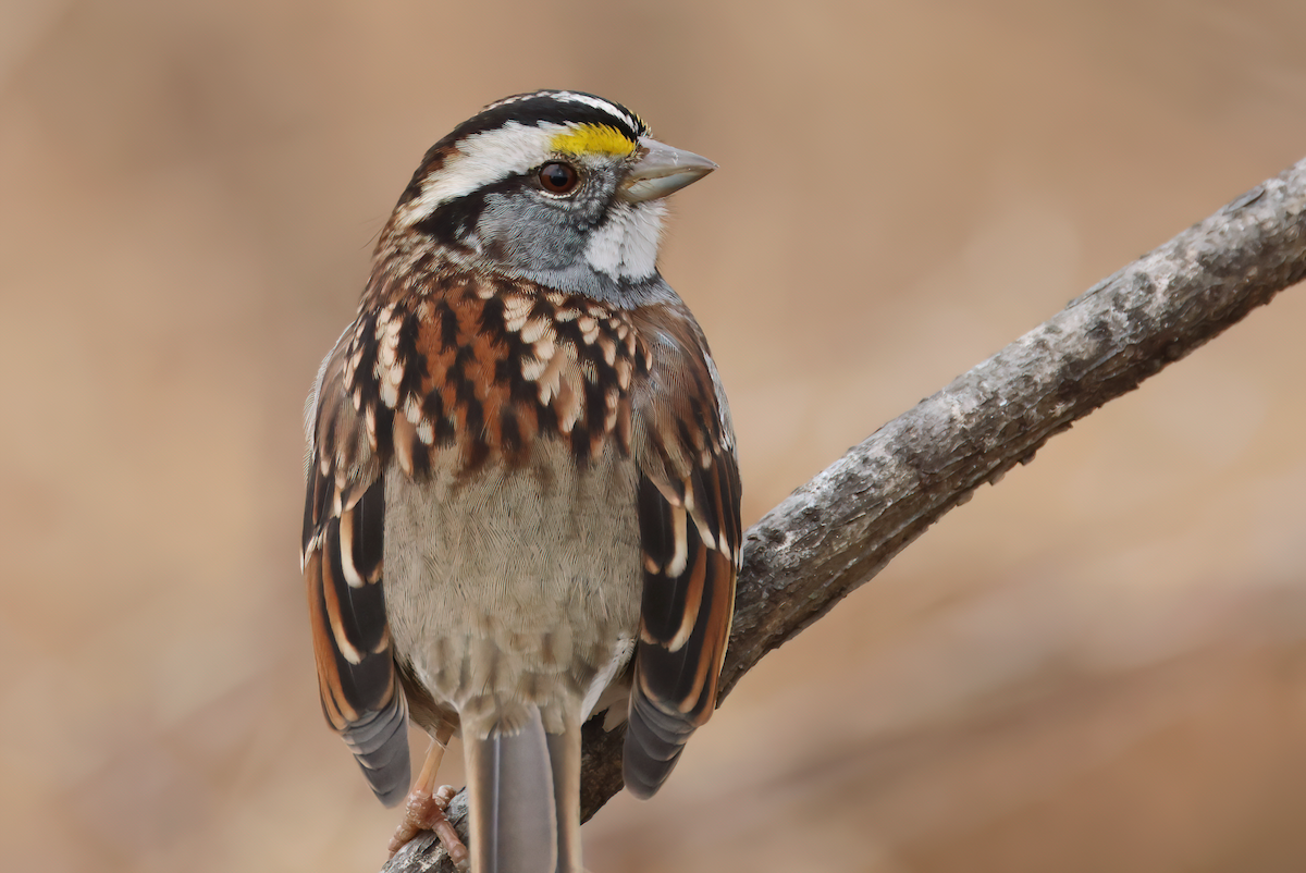 White-throated Sparrow - ML534678291