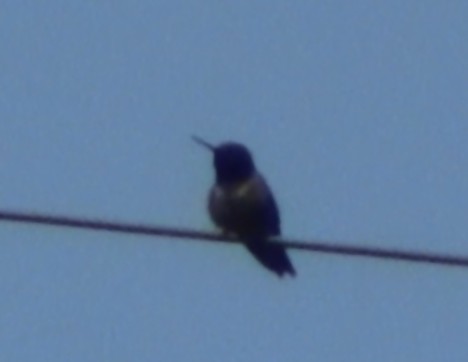 Black-chinned Hummingbird - ML534681631