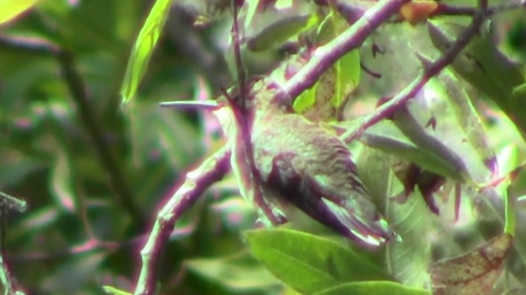 Anna's Hummingbird - ML534681731