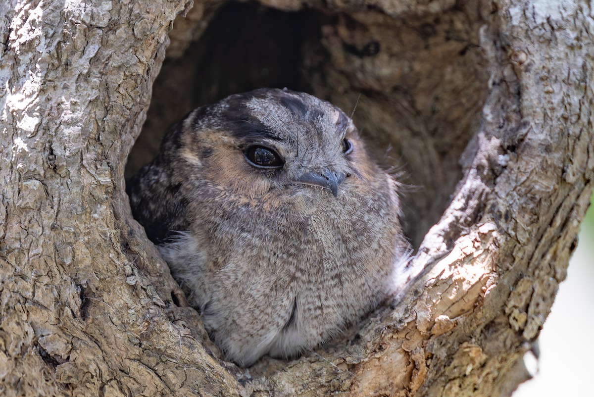 Australian Owlet-nightjar - Geoff Dennis