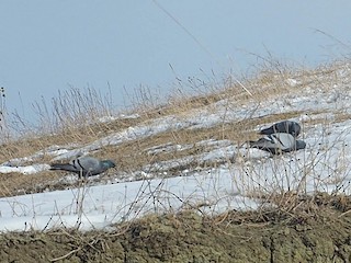 Rock Pigeon (Wild type), ML534692051