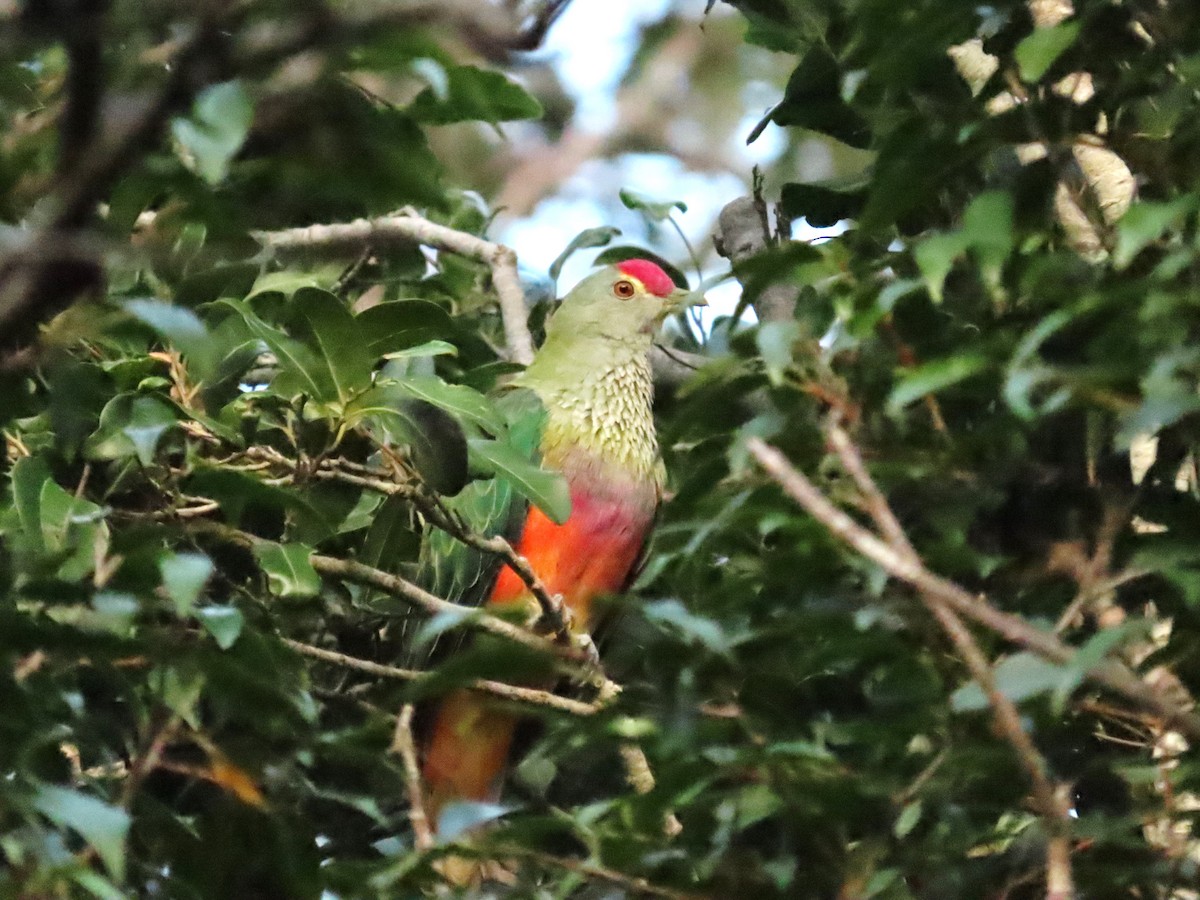 Rose-crowned Fruit-Dove - ML534697461