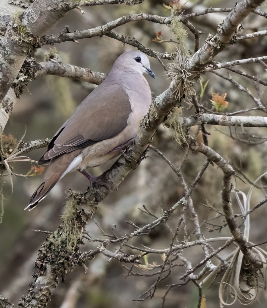 Large-tailed Dove - ML534700291