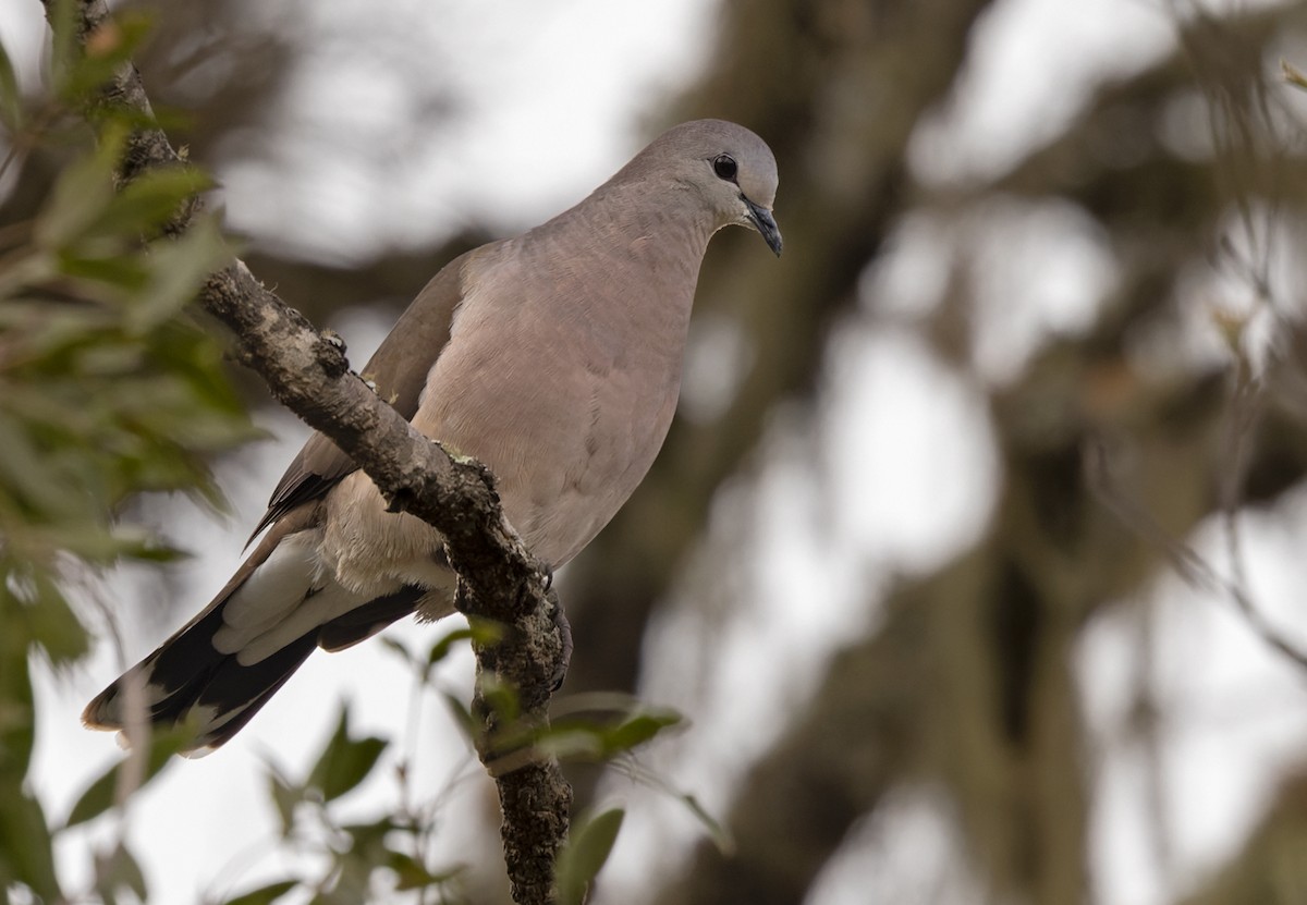 Large-tailed Dove - ML534700301