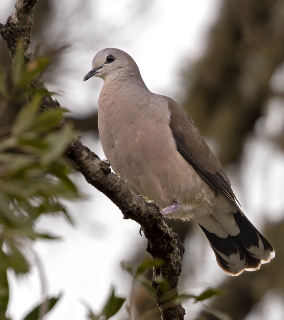 Large-tailed Dove - ML534700311