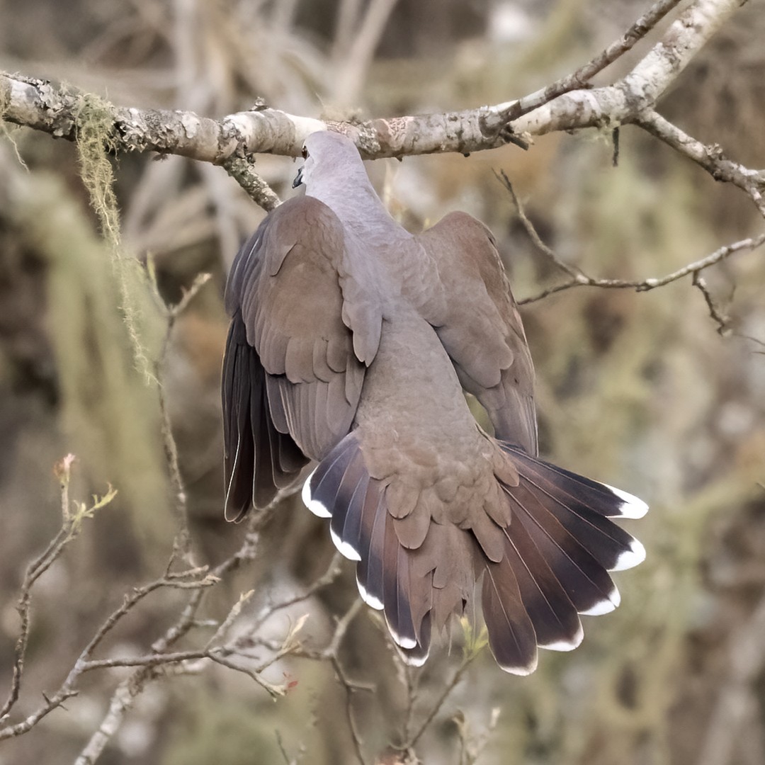 Large-tailed Dove - Lars Petersson | My World of Bird Photography